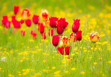 Weide met tulpen van ManfredFotos