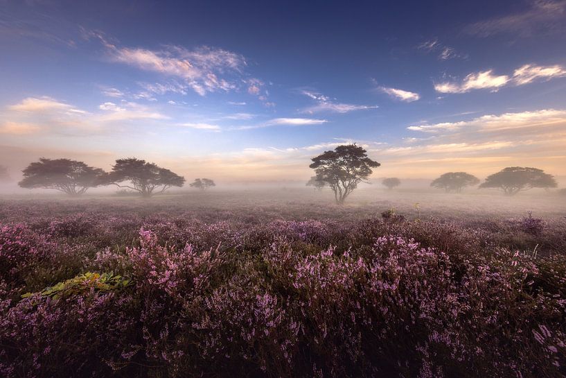 Hiedeveld in summer by Andy Luberti