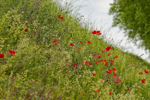 Helling rode klaprozen en paarse phacelia
