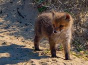 Ein Fuchsjunges ... junges Leben von Natascha Worseling Miniaturansicht