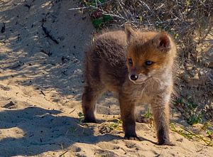 Un petit renard .... jeune vie
