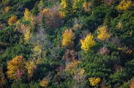 Herbstliche Farben in den Bergen von Emile Kaihatu Miniaturansicht