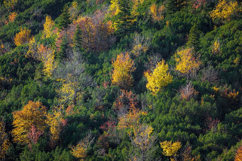 Herbstliche Farben in den Bergen von Emile Kaihatu