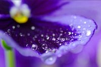 Rainy Flower