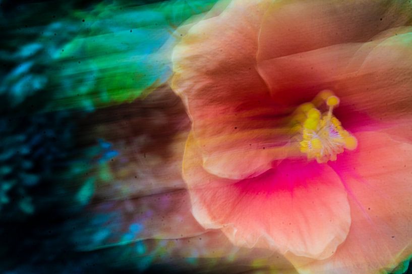 L&#039;énergie des fleurs par Niels Koopmans