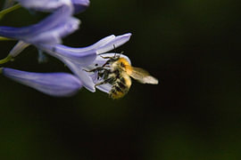 Un bourdon butine le nectar d'un lys africain sur Anton Pater, Reisfotografie