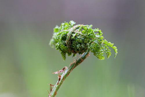Fest gehalten von Lianne van Dijk