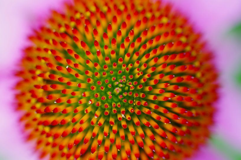 Abstrakte Blume von Daan Grashoff