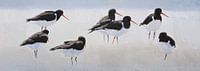 Oystercatchers in drifting sand