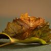 Trockenes Blatt von Irene Ruysch fotografie