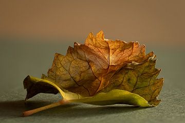 Feuille sèche sur Irene Ruysch