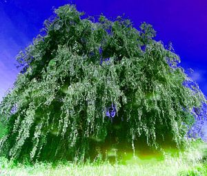 Tree Magic 94
