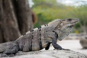 Ctenosaura similis, de Zwarte leguaan.