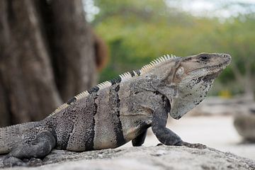 Ctenosaura similis , Black iguana. by Astrid Brouwers