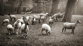 Die Voltaire-Pastorale von Gayane Nakada