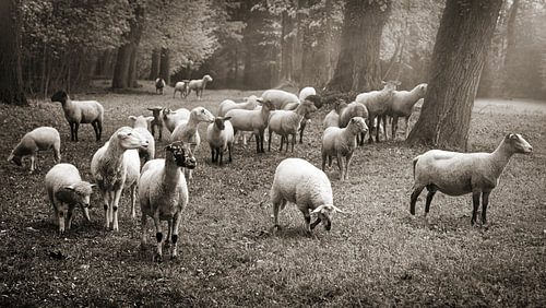 The Voltaire Pastoral