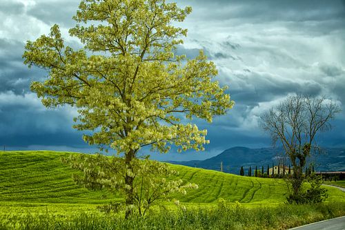 Des nuages sombres et un arbre vert