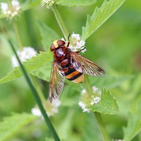 Hornissenschwebfliege von Matthias Brix