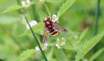 Hornissenschwebfliege