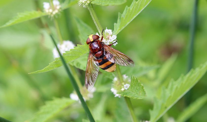 Hornet hoverfly by Matthias Brix