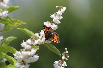 Vlinder van Debby Frijn