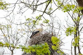 cigogne, zoo sur Eveline De keukelaere