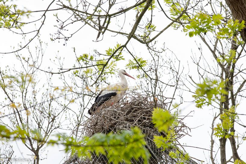 stork, zoo by Eveline De keukelaere