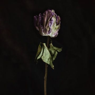 TulipRose1 van Henk Leijen
