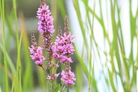 Roze bloemen