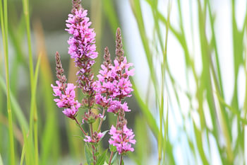 Roze bloemen