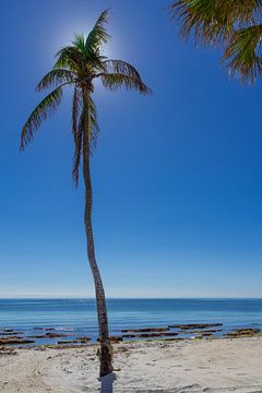 Verenigde Staten, Florida, Enkele palmboom op perfect wit zandstrand als een paradijs van adventure-photos