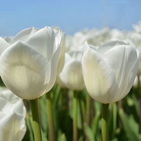 Tulipes blanches sur Patricia Leeman