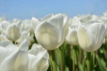 Tulpen, wit van Patricia Leeman