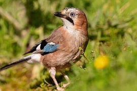 Vlaamse gaai (Garrulus glandarius) van Dirk Rüter