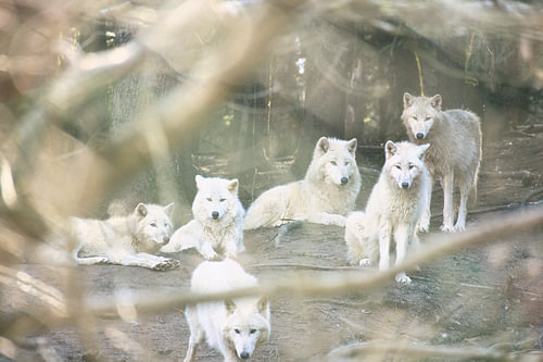 A pack of white wolves, keeping a close watch on their surroundings in the forest.