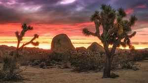 Joshua Tree National Park von Photo Wall Decoration