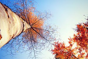 looking up...  van Els Fonteine