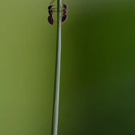 fourmis à pied sur Eveline De Brabandere