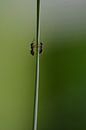 Ameisen zu Fuß von Eveline De Brabandere Miniaturansicht
