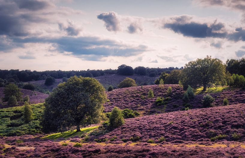 Purple summer day by Loris Photography