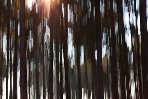 moving trees