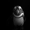 Mystérieux pingouin en noir et blanc sur Marjolein Fortuin