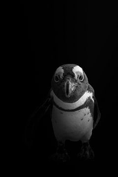 Mysterious penguin in black and white by Marjolein Fortuin