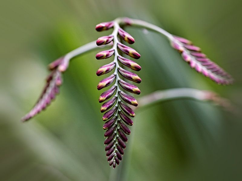 Crocosmia by Rob Boon