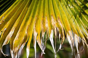 Palmblatt