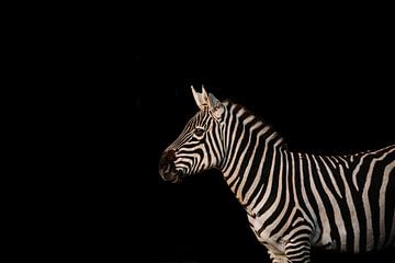 Zebra mit schwarzem Hintergrund von Lindy Schenk-Smit