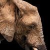 Jonge olifant in profiel, kleur van Awesome Wonder