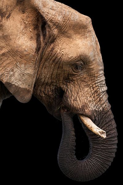 Young elephant in profile, colour by Awesome Wonder