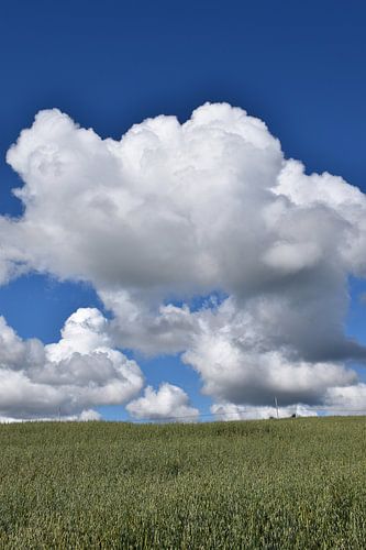 Een haverveld in de zomer