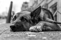 German shepherd on the sidewalk